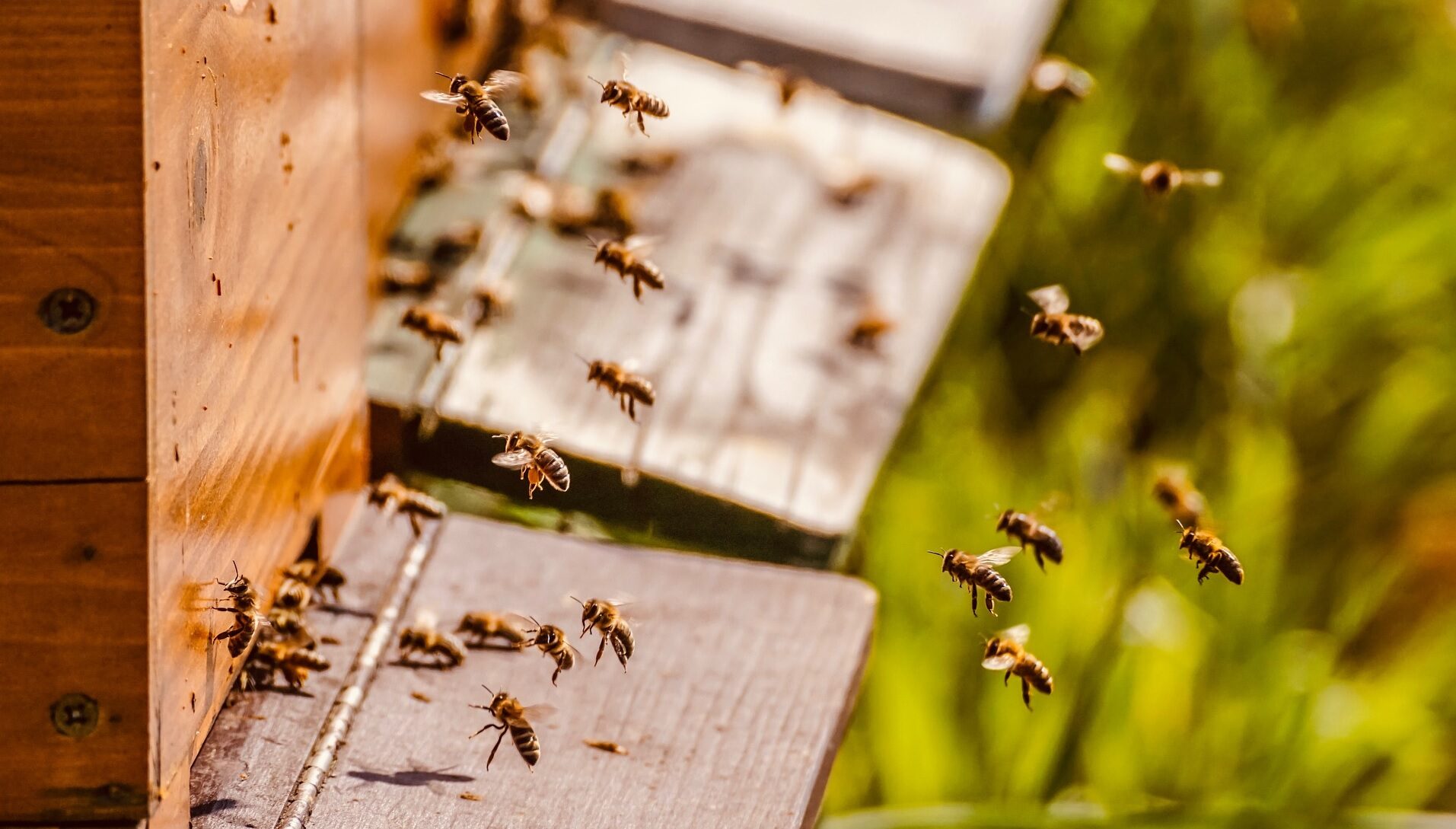 蜜蜂たちが養蜂箱に集まっています。